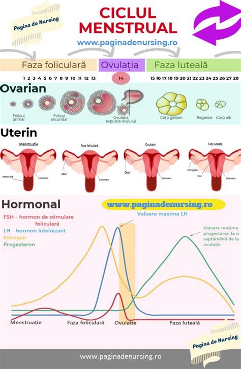 faza foliculara|Etapele Ciclului Menstrual